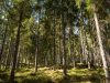 Vanhaa metsää Kirkkonummella. Kuva: Greenpeace/Sipilä