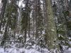 Hakattavaksi merkittyä vanhaa metsää Lapinjärvellä 16.2.2018.