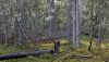 Vanhaa metsää suunnitellulla hakkuualueella, kuva Risto Sauso
