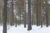 Avohakattavaksi merkittyä "maisema-aluetta" Suomussalmen Yli-Vuokissa. Muutama yksinäinen puu on merkitty sinisellä nauhalla jäämään pystyyn aukon keskelle. Kuva: Risto Sauso