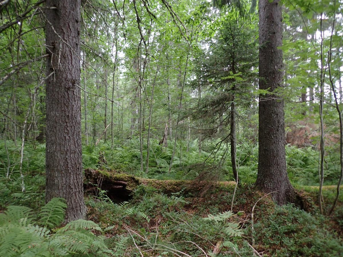 hirvivaara-rautavaara
