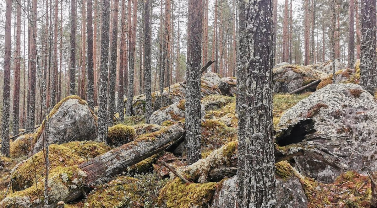 Kismanniemi, Kannonkoski