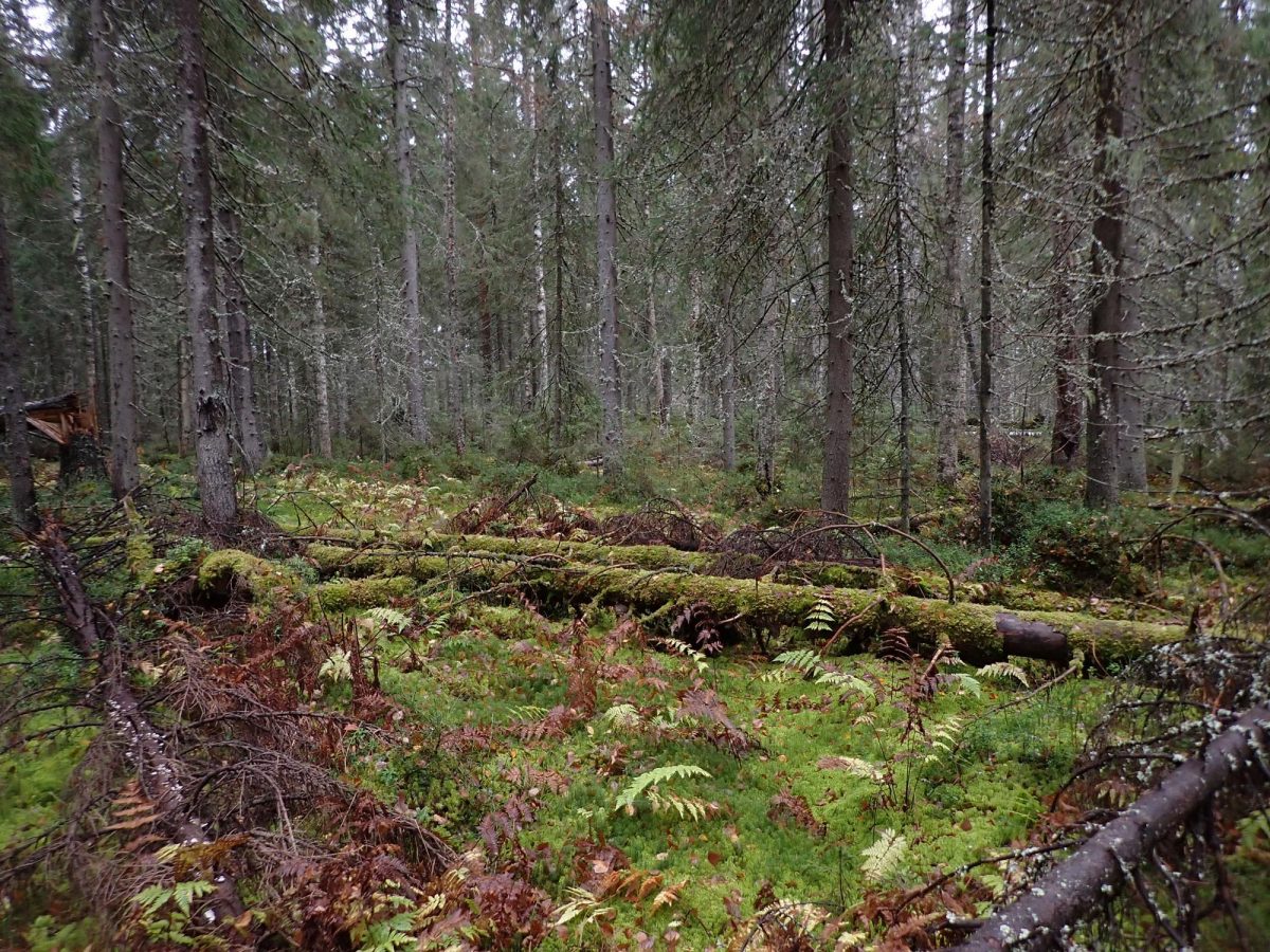 Pumpulikirkko, Rautavaara