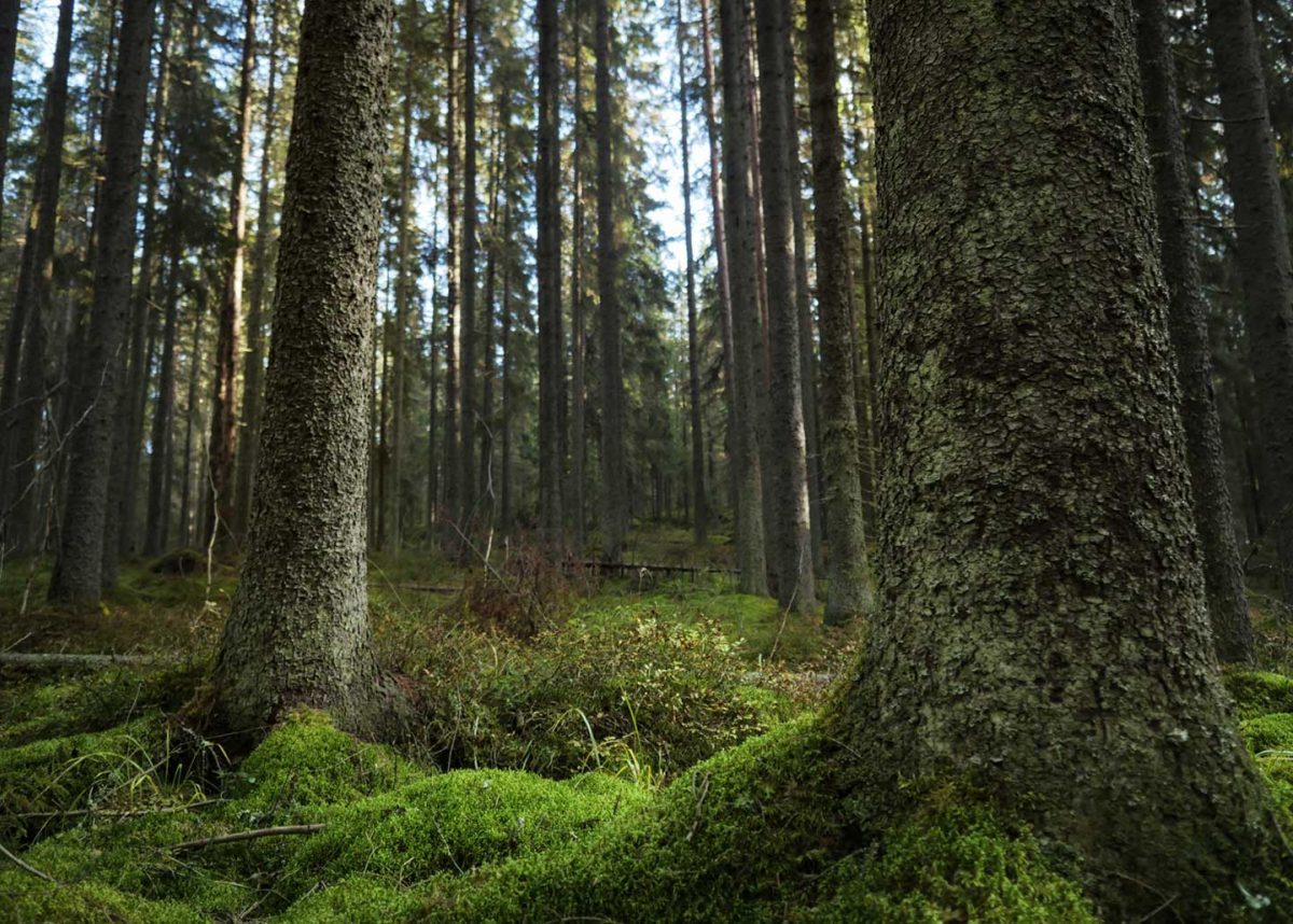 Etelä-Suomen metsät