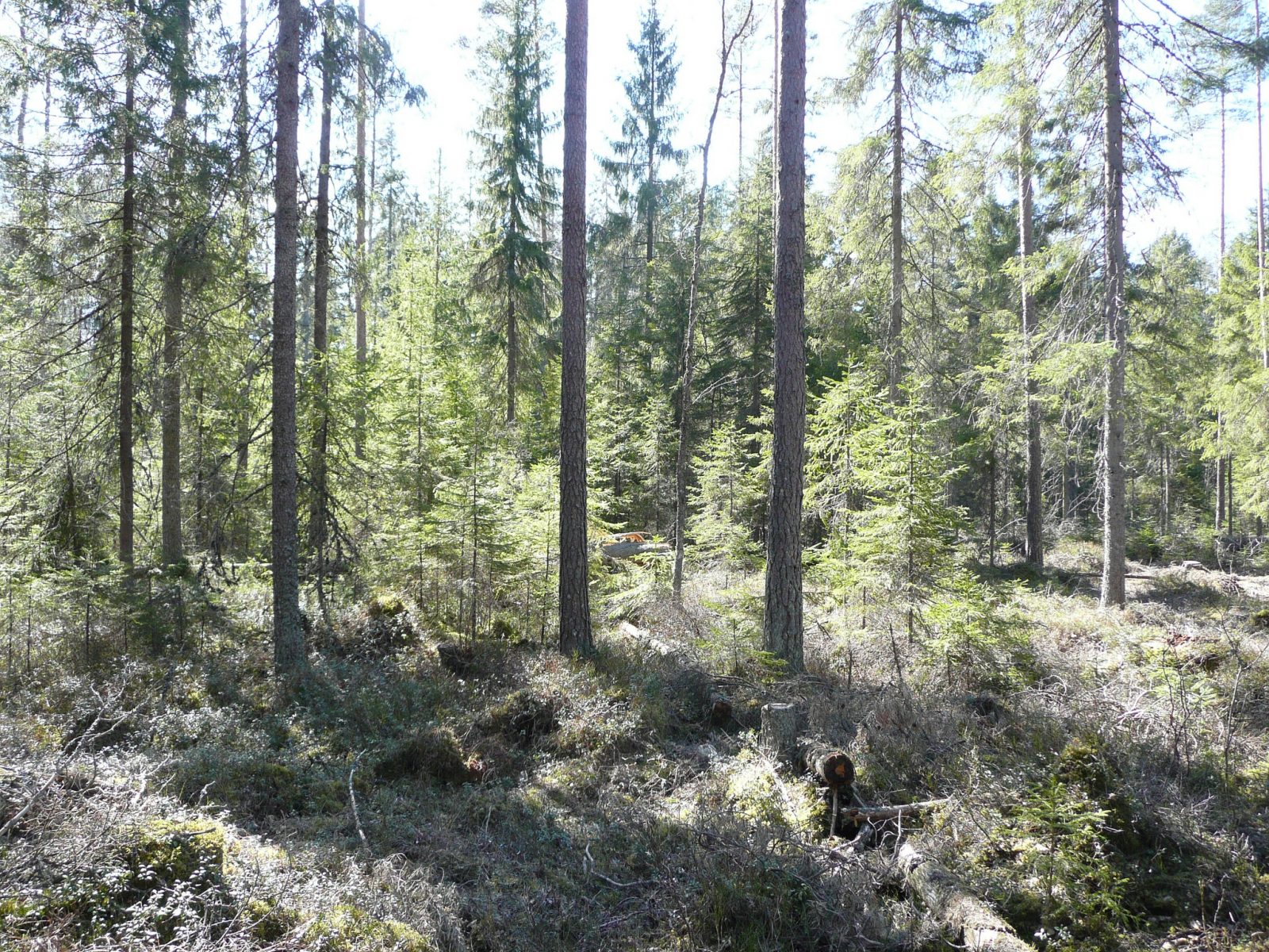 Tämä metsä on käsitelty poimintahakkuin jo kolmesti. Kuva: Innofor