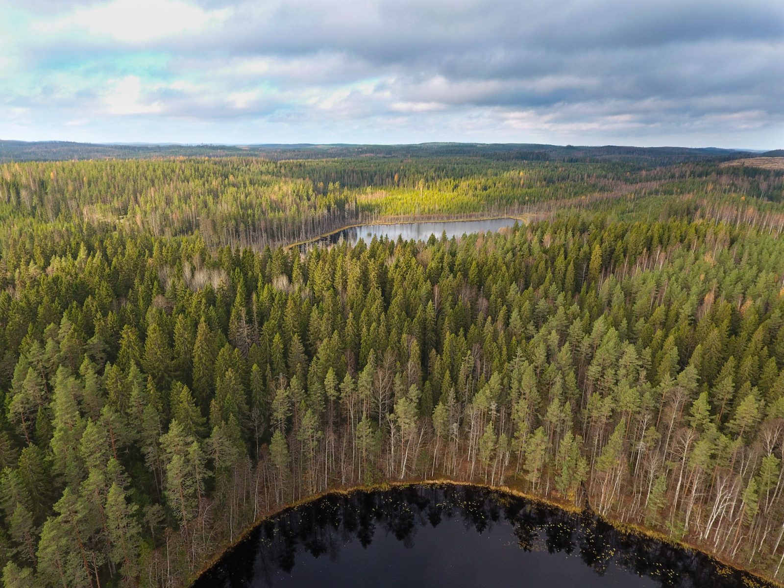 Etelä-Suomen metsät