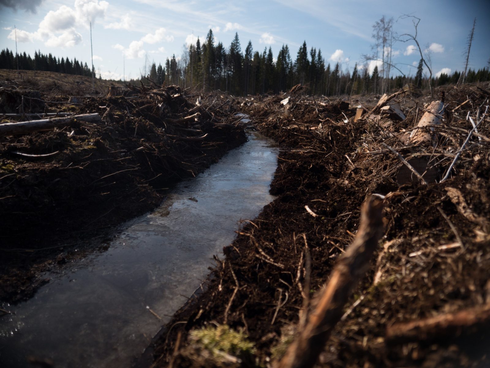 Ojitettua maata avohakkuun jälkeen. Kuva: Greenpeace/Sipilä