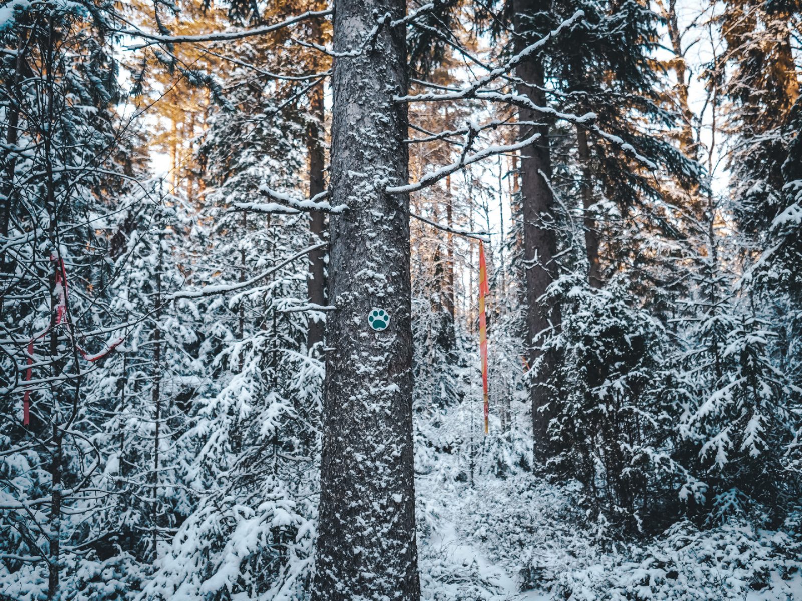 Karhumäen eteläpuolella Ilves-reitti kulkee vanhassa metsässä. Se on nyt merkitty avohakattavaksi.
