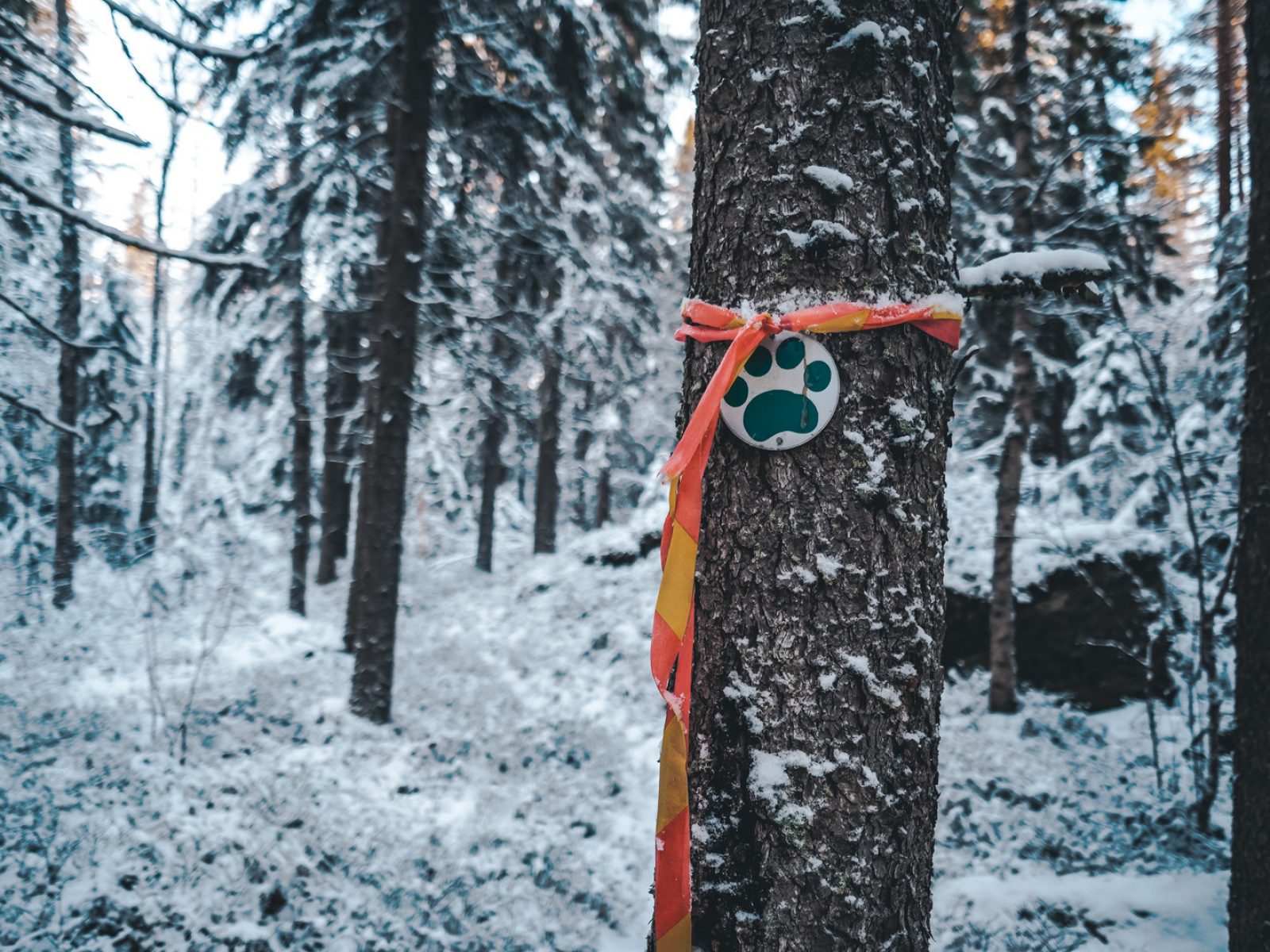 2019 11 29 Upm Taruksen Retkeilyalue Karhumaki 6