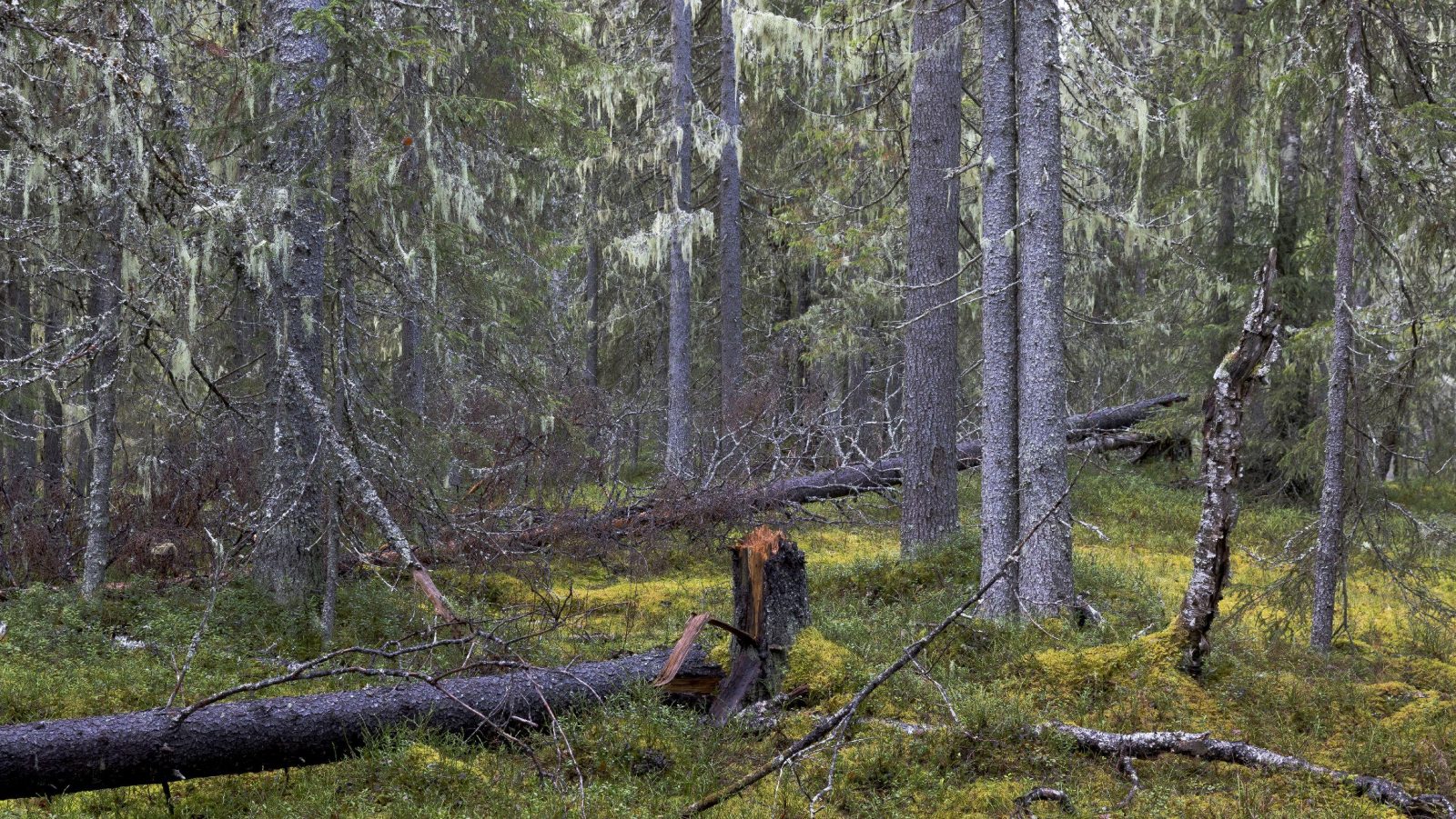 Vanhaa metsää suunnitellulla hakkuualueella, kuva Risto Sauso