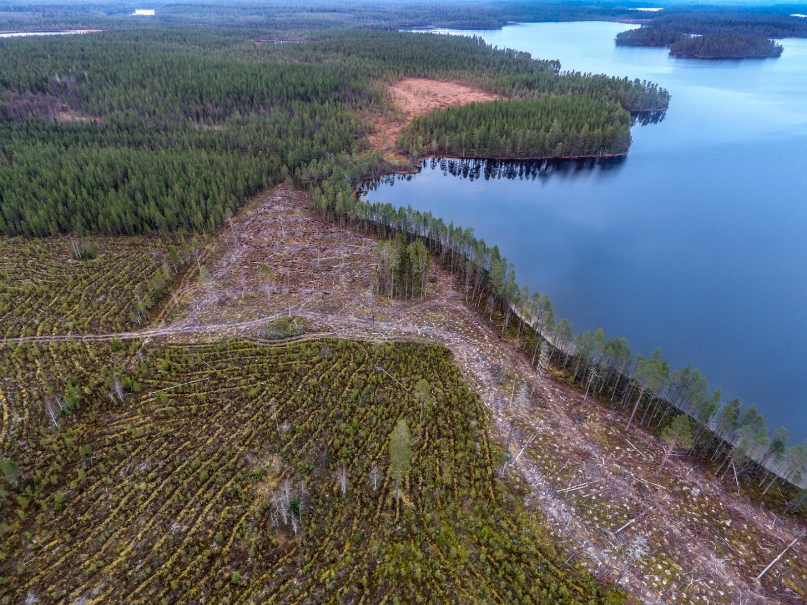 Aiemmin säästetyn rantakaistan kaventaminen. Kevättijärvi, Suoomussalmi, 2016