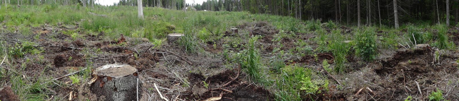 UPM:n "teemakuvio, jolla tehtävät ratkaisut lisäävät alueen monimuotoisuusarvoa". Kuvan metsä oli pienilmastoltaan suojainen yhtenäinen vanha kuusikko, alueellisesti uhanalaisen korpiludekäävän elinympäristö. Loppi, Ojajärvi-Ojajoki, heinäkuu 2017.