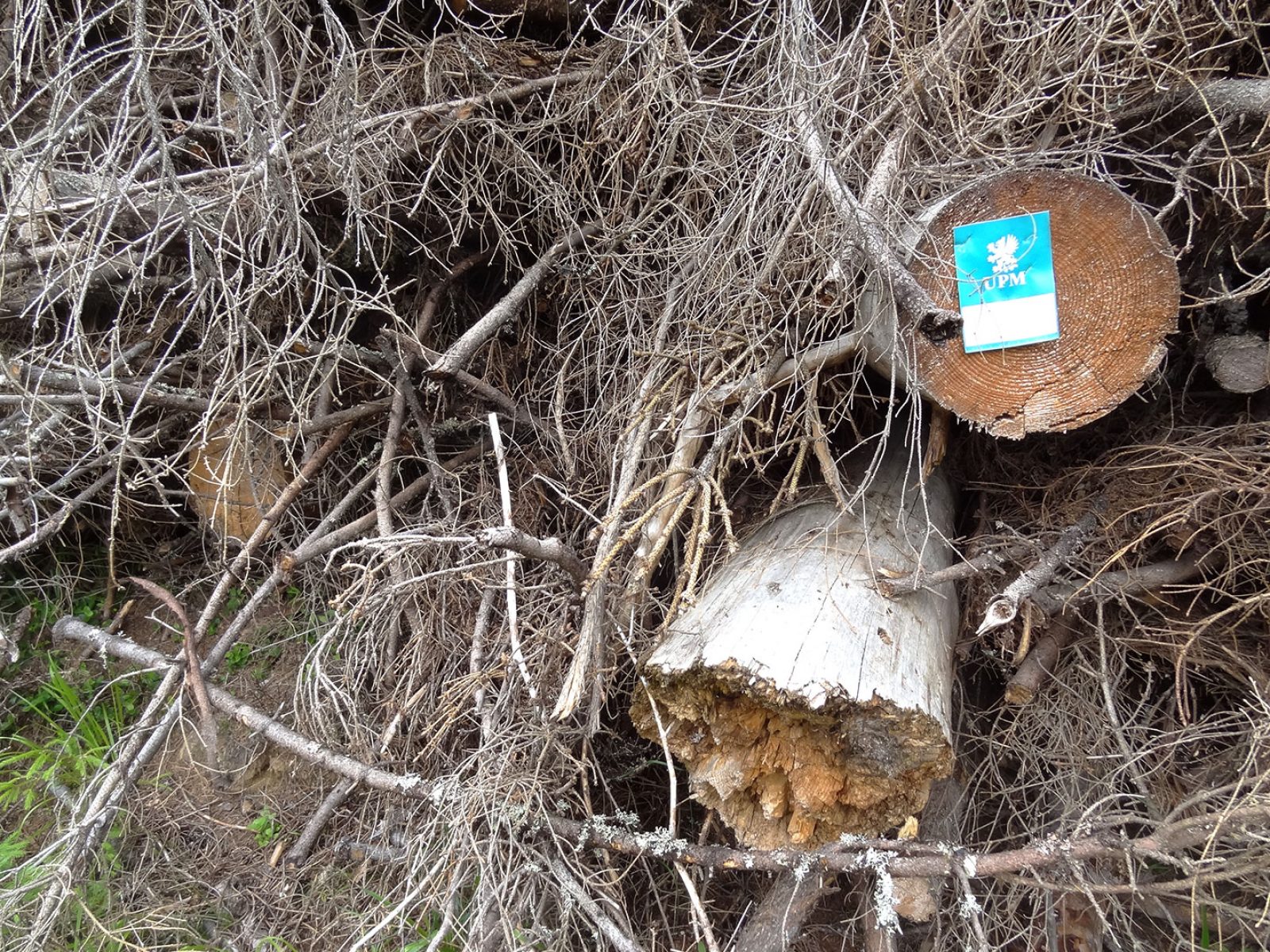 Uhanalaisen lajin elinalueelta avohakkuun yhteydessä kerätyssä energiapuupinossa oli myös järeitä ikivanhoja lahopuita. UPM:n mukaan alueella tehtävien hakkuiden tavoitteena on turvata lahopuujatkumo. Loppi, Ojajärvi-Ojajoki. 