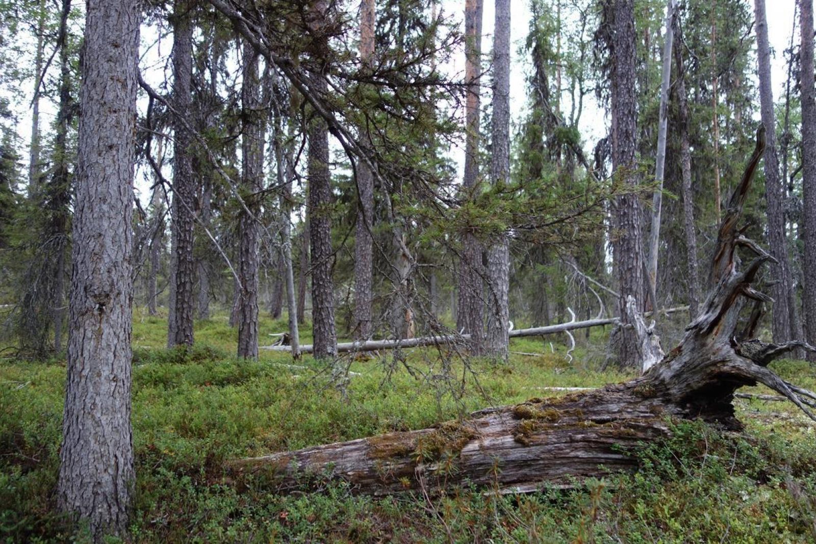 Dsc07748 Copy Roistohonka