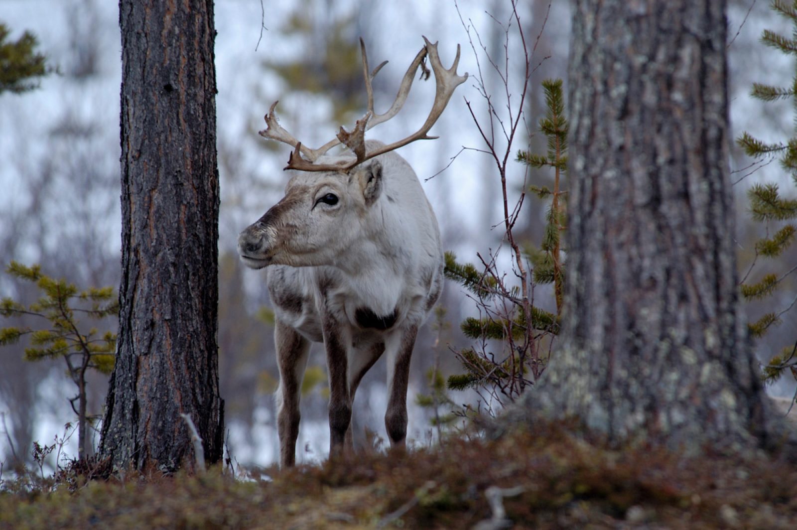 Porot tarvitsevat vanhoja metsiä, joissa kasvaa luppoa.