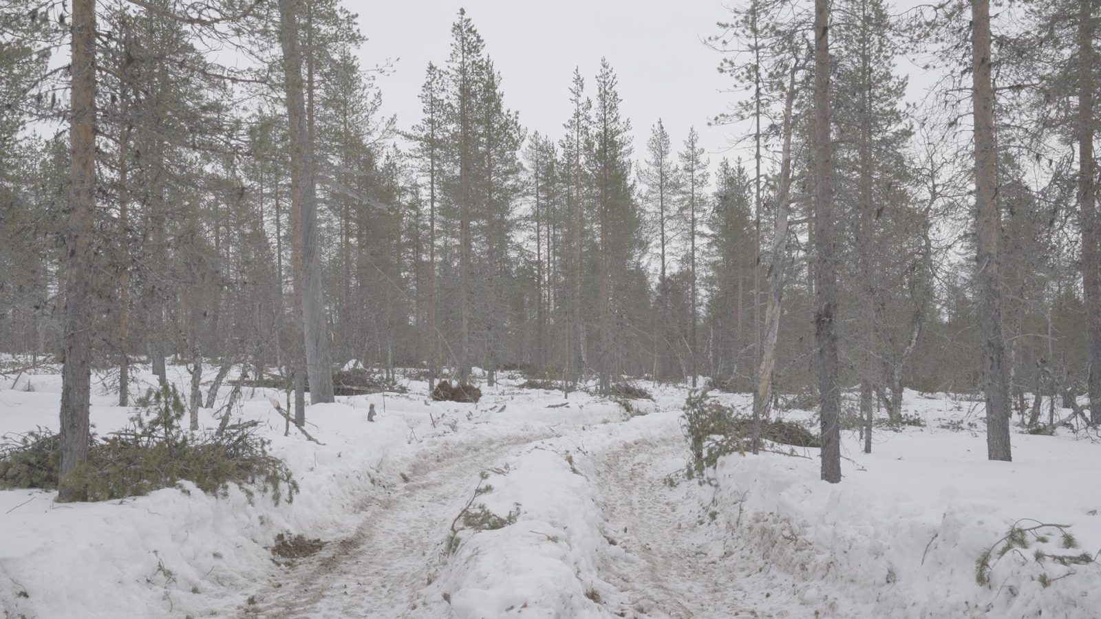 Harvennushakattua erämaametsää.