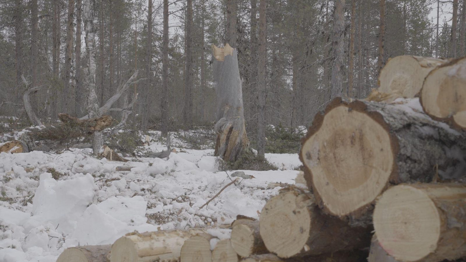 Ifl Blogi Pinoa Ja Hakkuu Taustalla