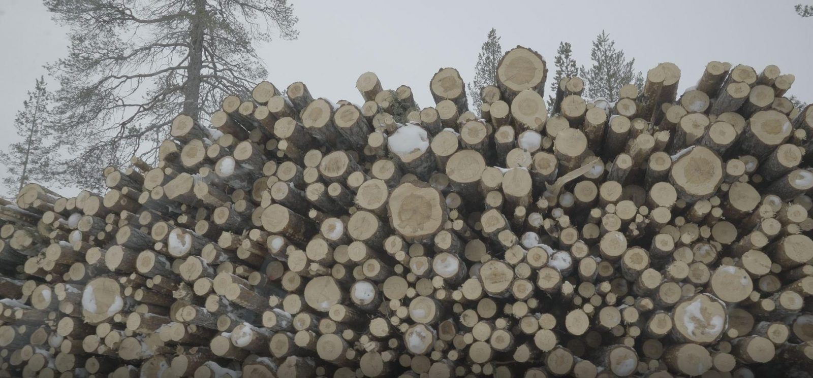 Kemin sellutehtaalle matkalla olevaa hitaasti kasvanutta  luonnonmetsää, kaikenikäistä ja kokoista puuta.