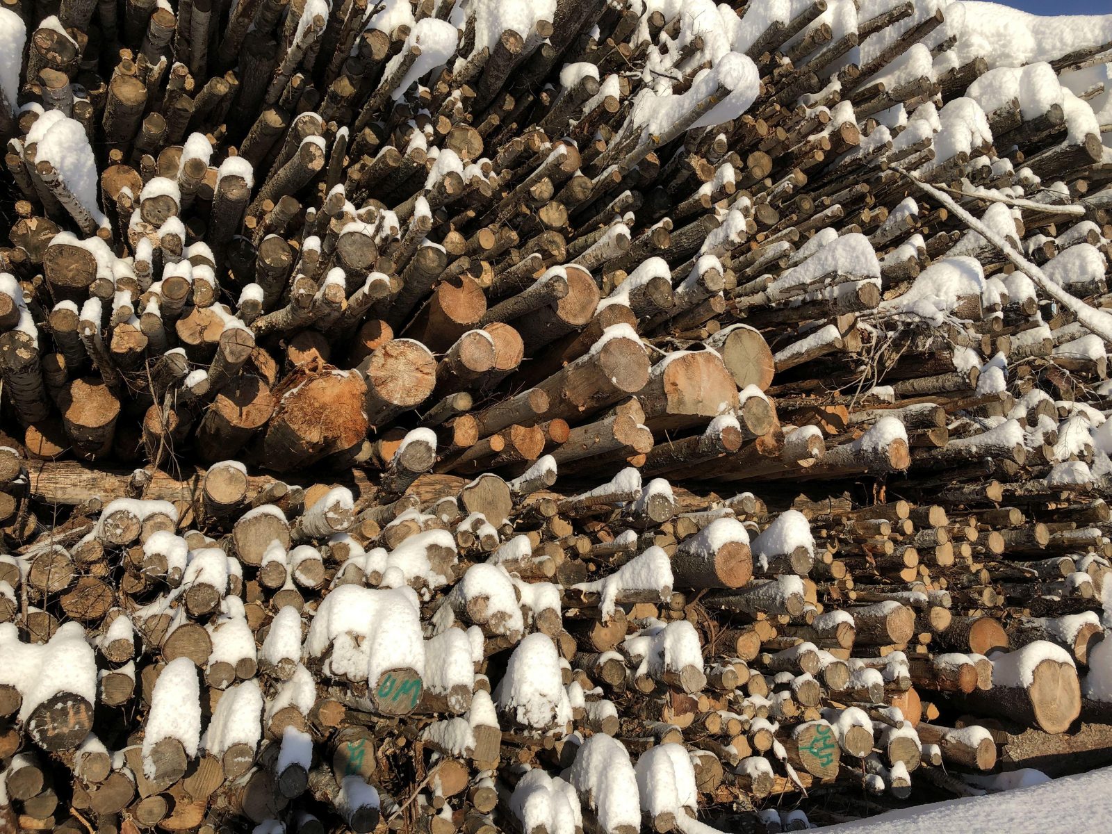 Pienpuuta ja järeää lahopuuta sekaisin Family Timberin Hollolan varastoalueella 24.1.2019. Puut odottavat haketusta Lahti Energian voimalan käyttöä varten.