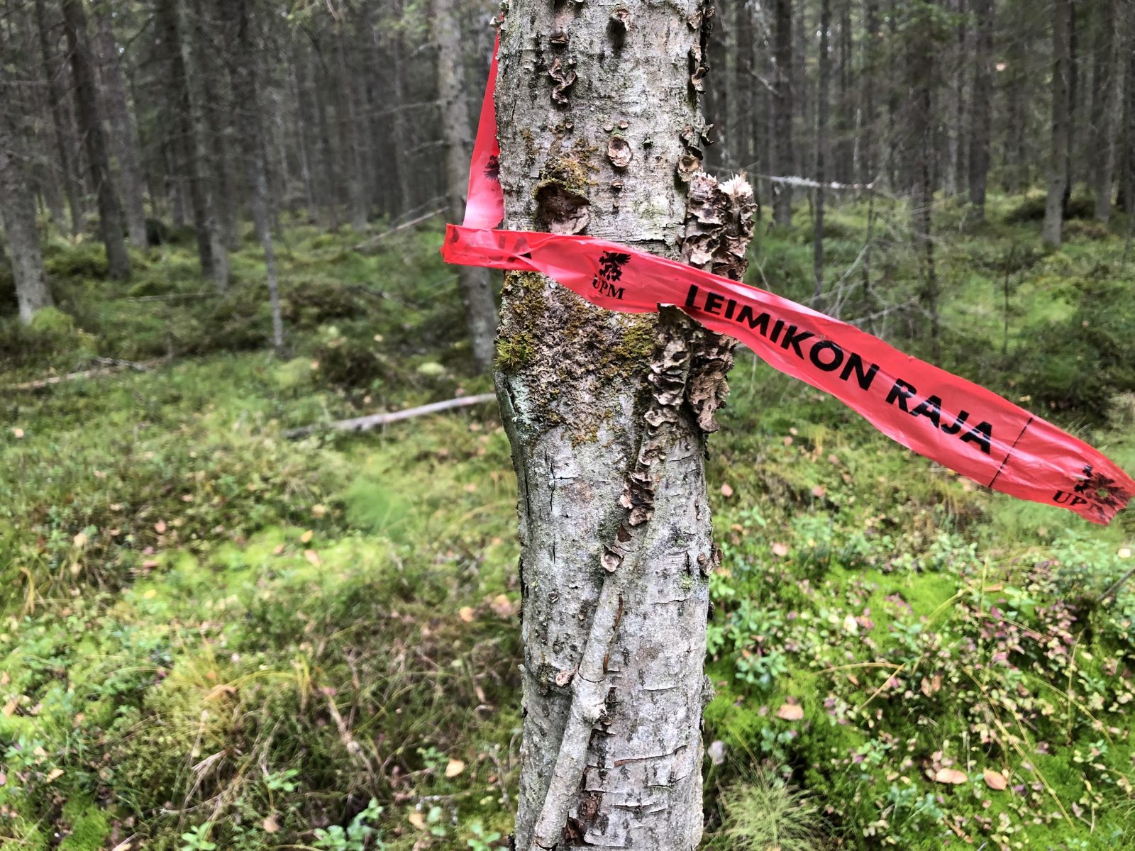 UPM:n avohakkuuleimikon raja Janakkalan Selinummella 2019