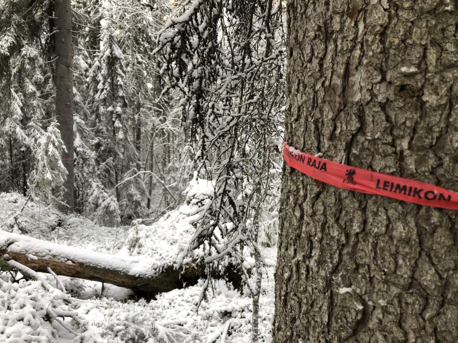 UPM:n hakkuu-alueen reunaa.