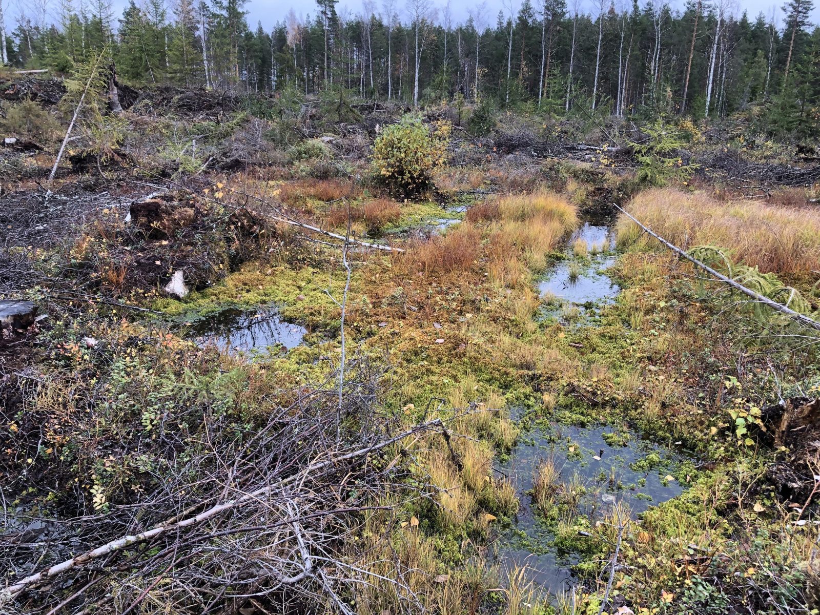 Korven avohakkuu Puumalan Hiusniemessä, Tornator, 2022
