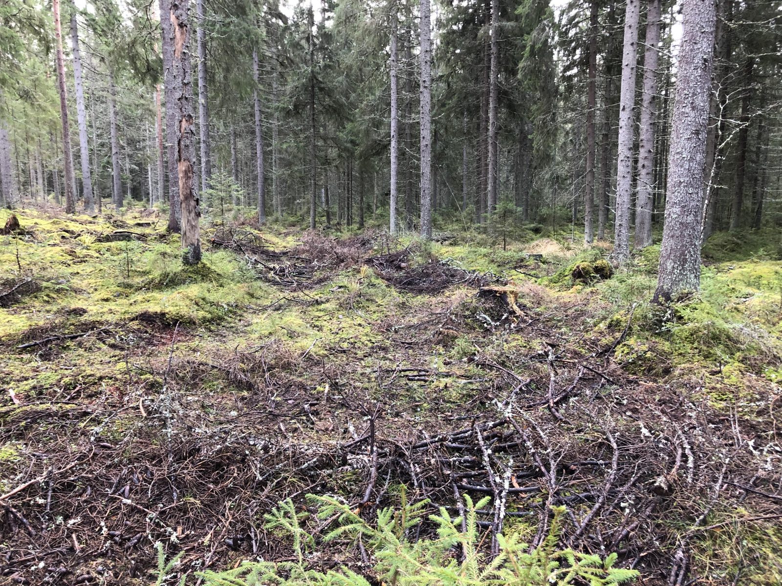 Alueellisesti uhanalaisen korpilupon esiintymäpaikka hakkuun jälkeen. Suojaisa pienilmasto on menetetty.