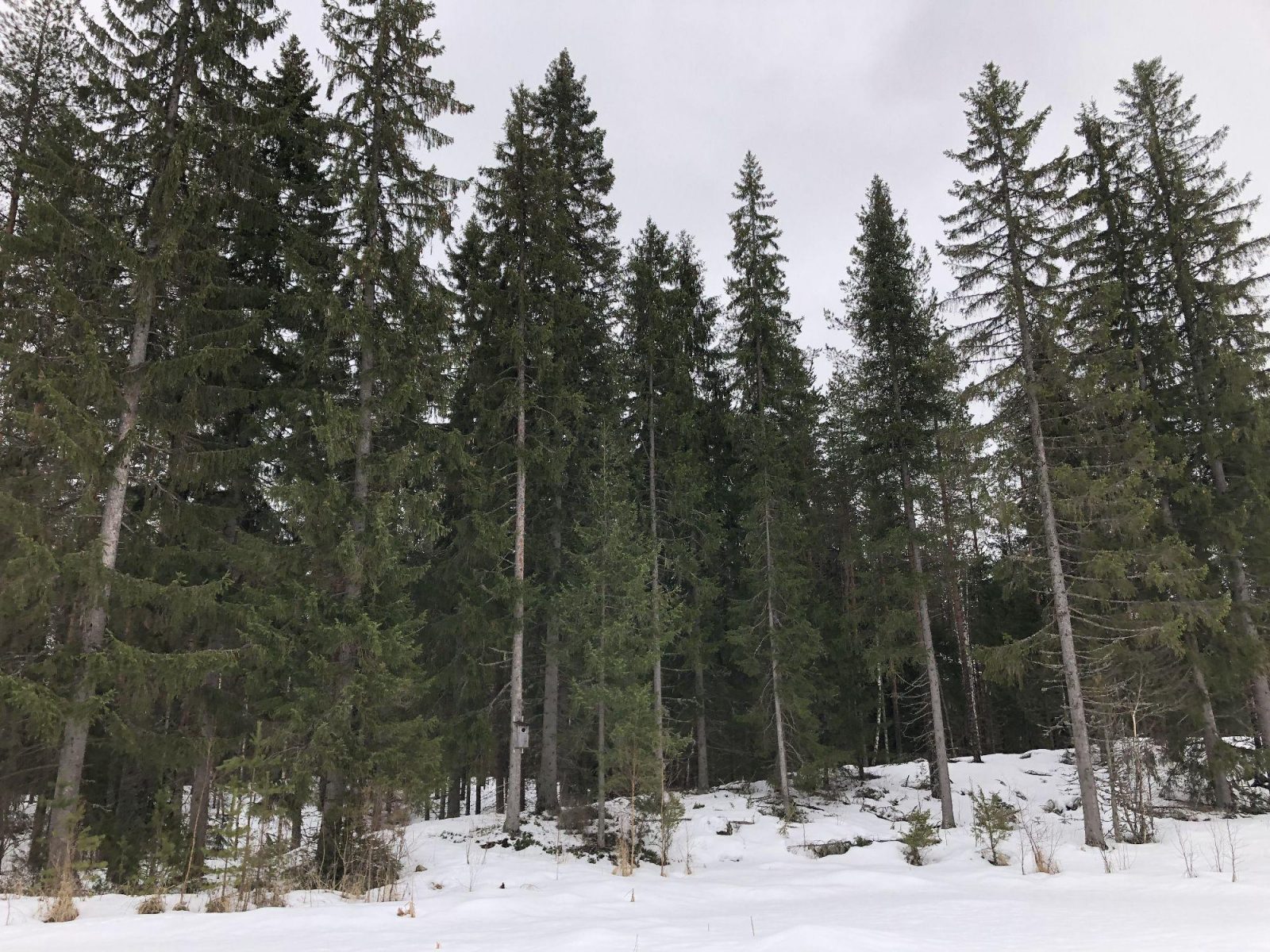 Harvennushakattavaksi merkittyä metsää Evon keskiosissa.