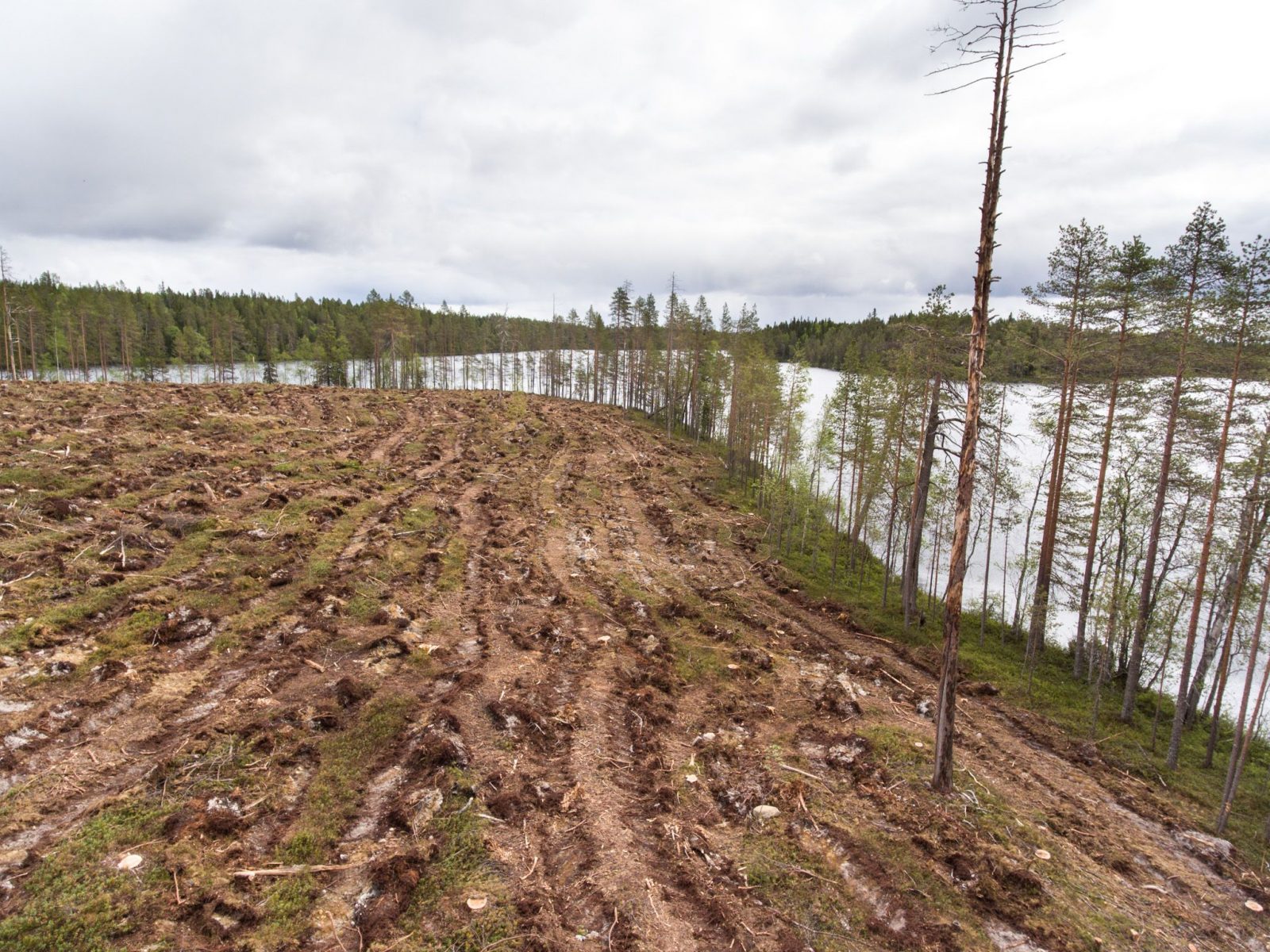 Hallitus haluaa hakkuita nykyisestä noin 65 miljoonasta kuutiometristä 80 miljoonaan kuutiometriin vuodessa.