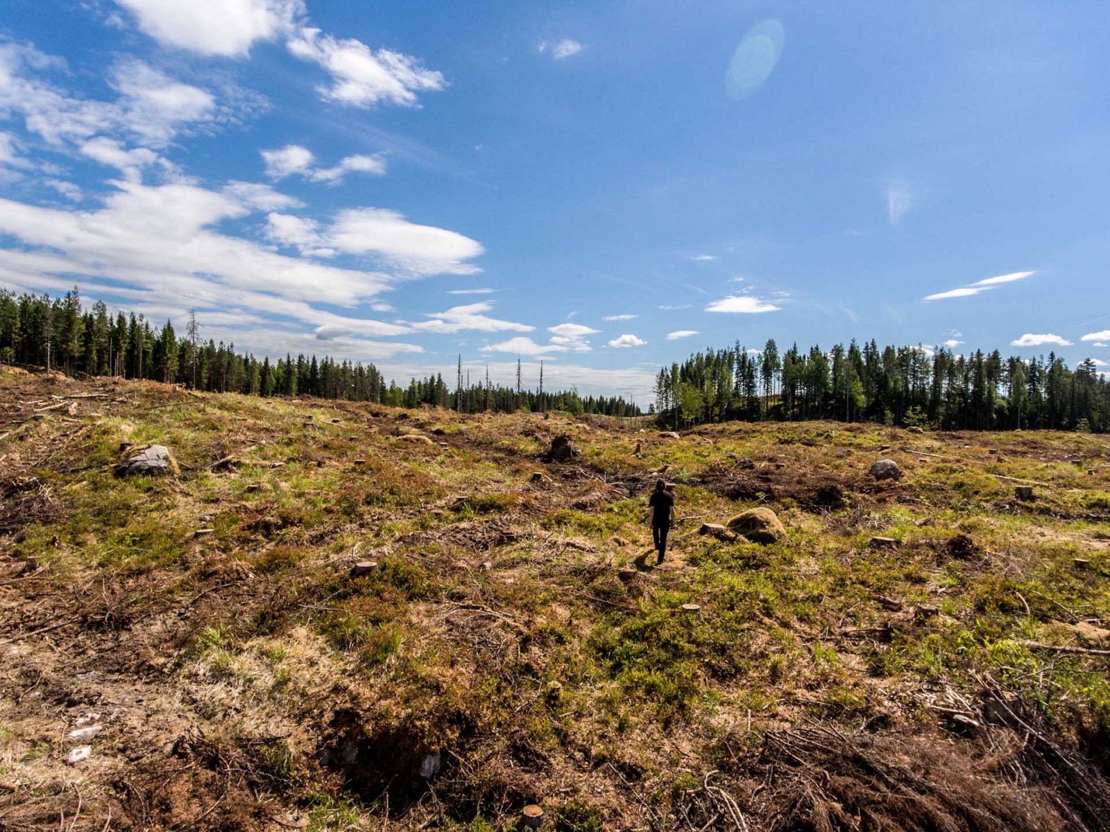 Hallitus haluaa lisätä hakkuita nykyisestä noin 65 miljoonasta kuutiometristä 80 miljoonaan kuutiometriin vuodessa.