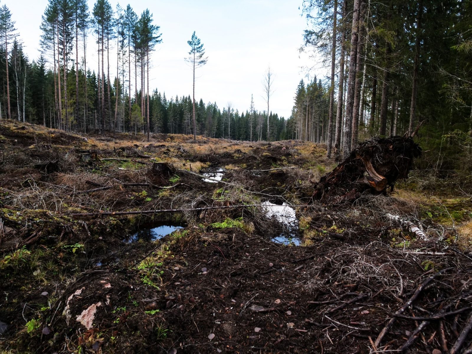 P1011686 Keihasjarvi