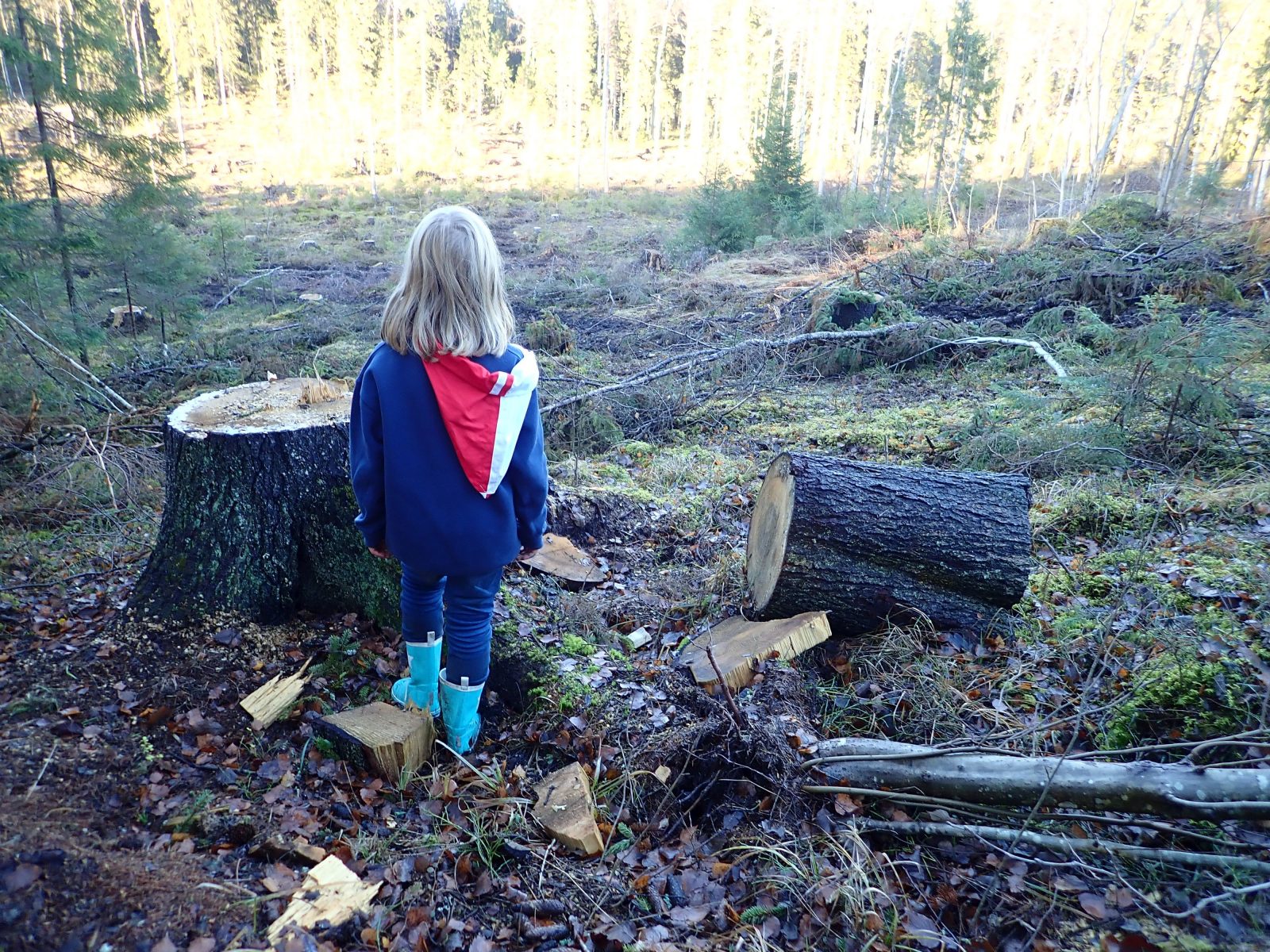 Helsingin seurakuntayhtymän metsään tehty avohakkuu partiolaisten majojen ja leirikeskuksen lähimetsässä Siuntiossa 2018