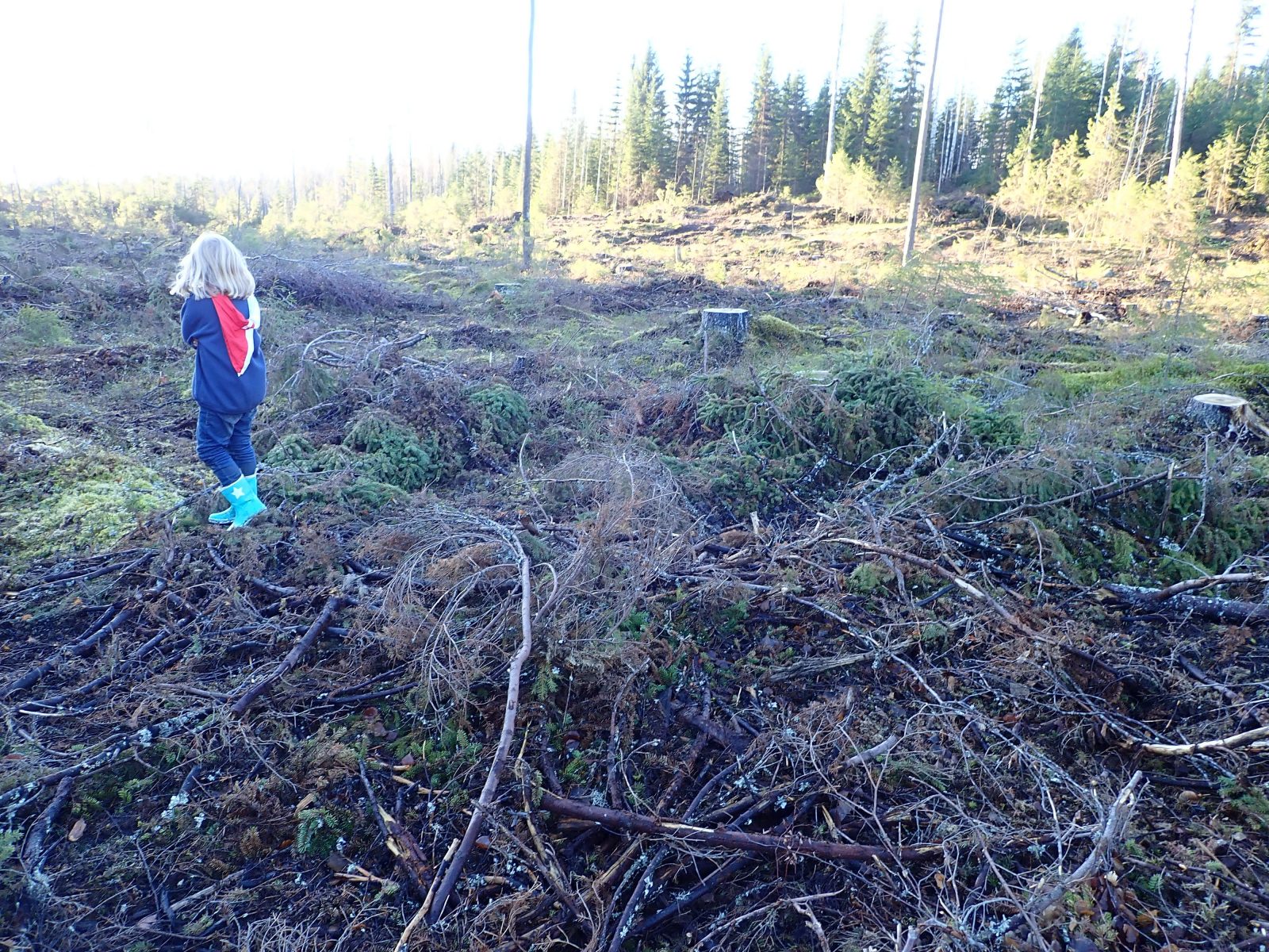 Avohakkuu Siuntio Korpirauha Helsingin seurakuntayhtymä 2018
