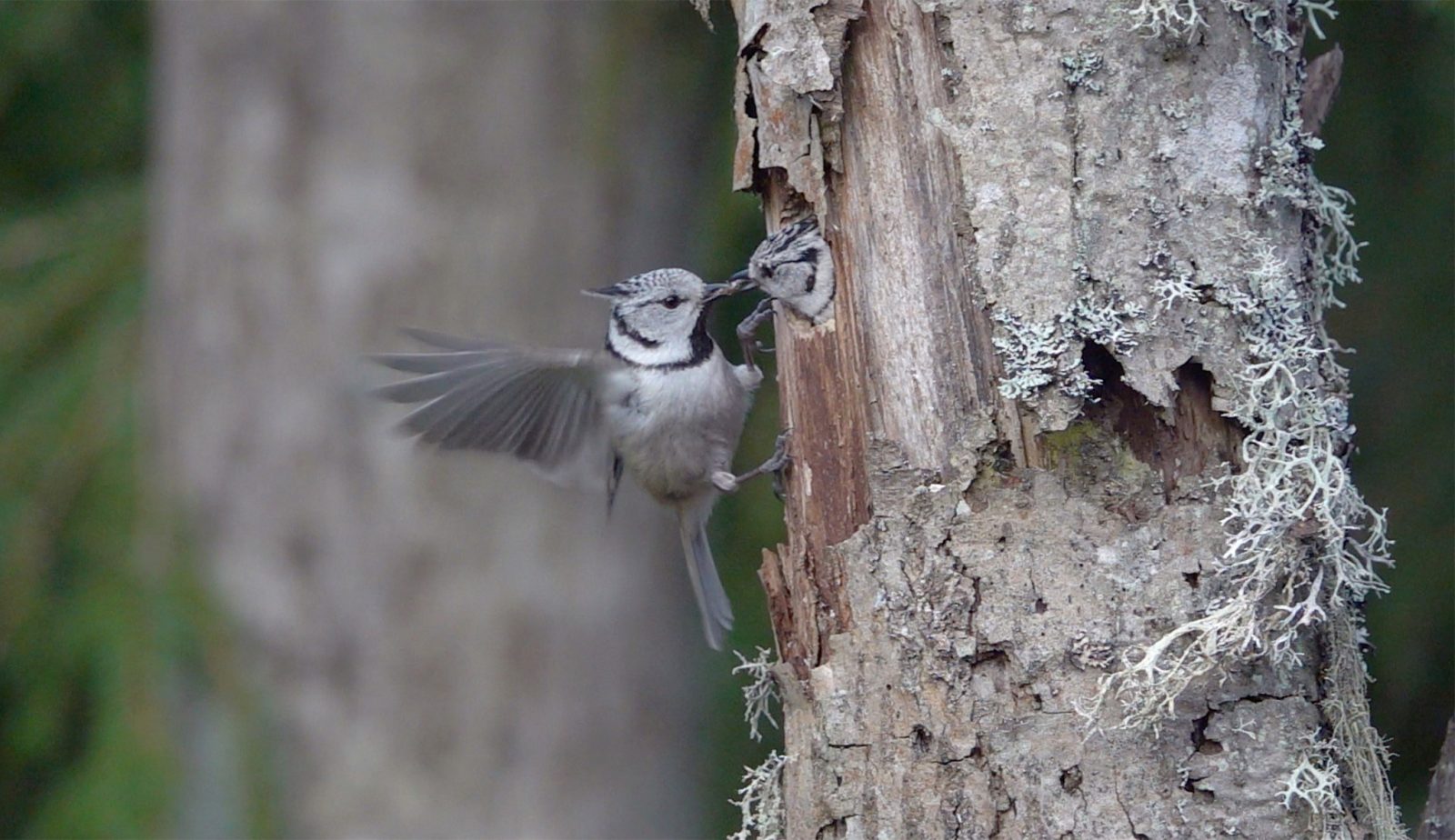 Toyhtotiainen 5 C Hannu Siitonen