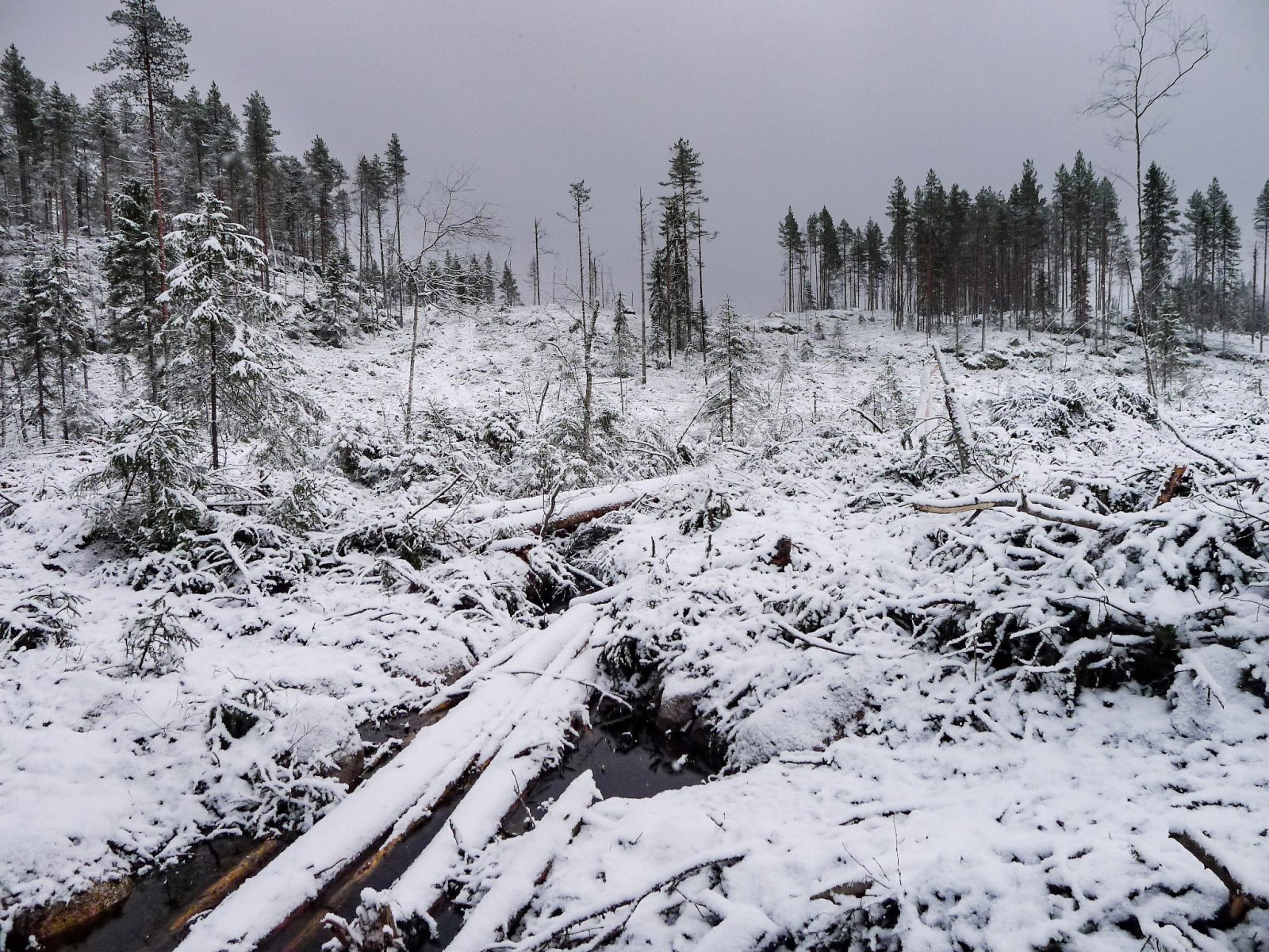 UPM:n avohakkaama puronvarsimetsä, Iso Tynnyrijärvi, Kivijärvi 21.11.2017