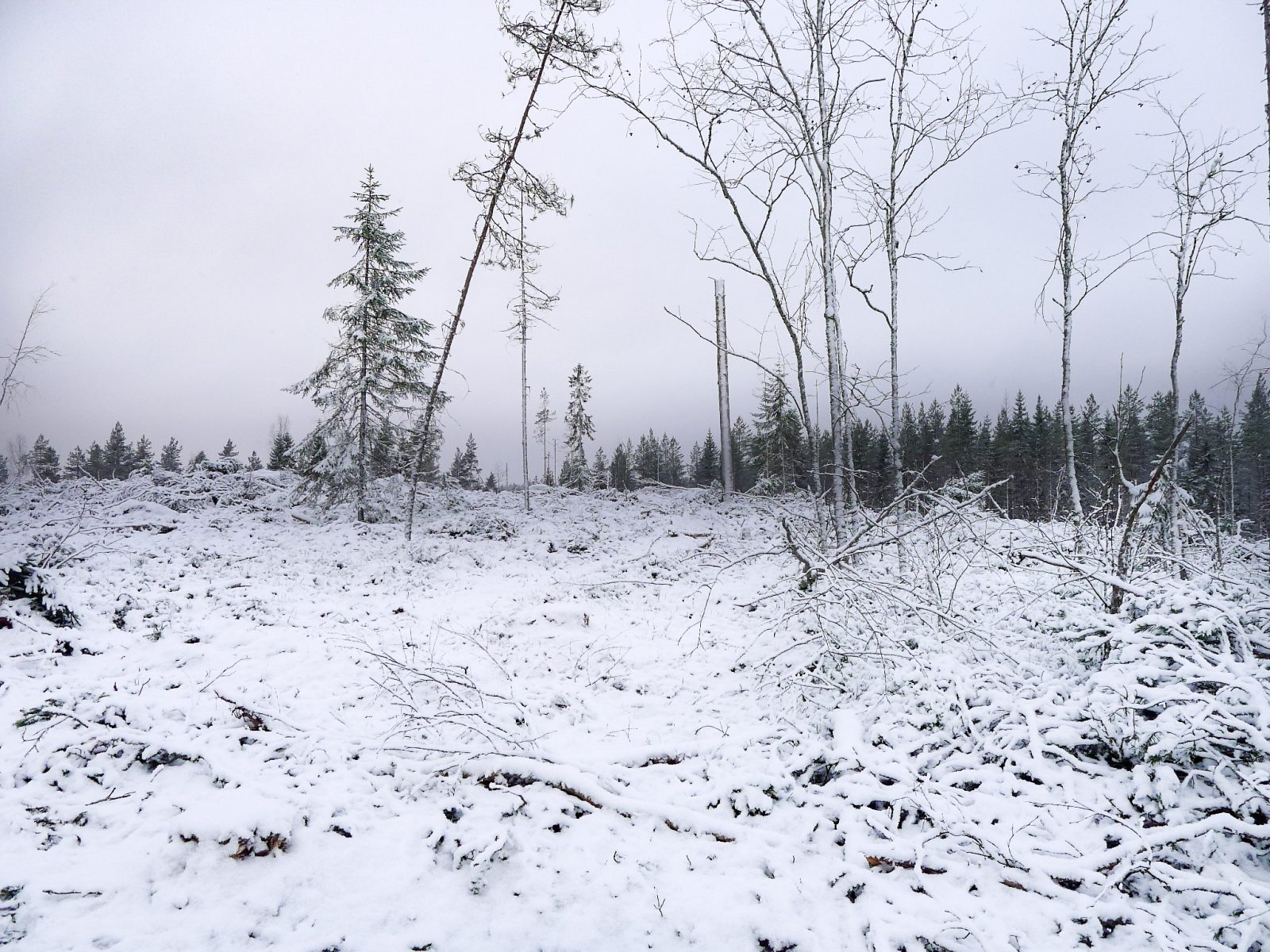 Avohakkuu FSC- sertifioinnin ns. erityiskohteella "joilla on erityistä merkitystä metsäekosysteemin monimuotoisuuden tai metsien rakenteen monipuolistamisen kannalta."