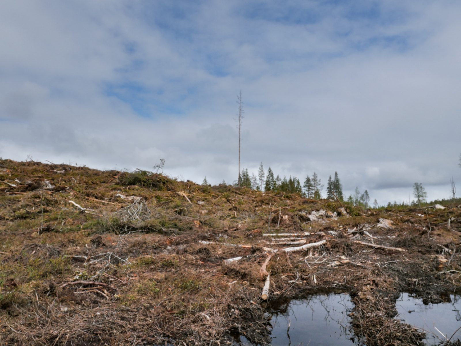 Metsähallituksen metsänkäsittelyä Kainuussa.