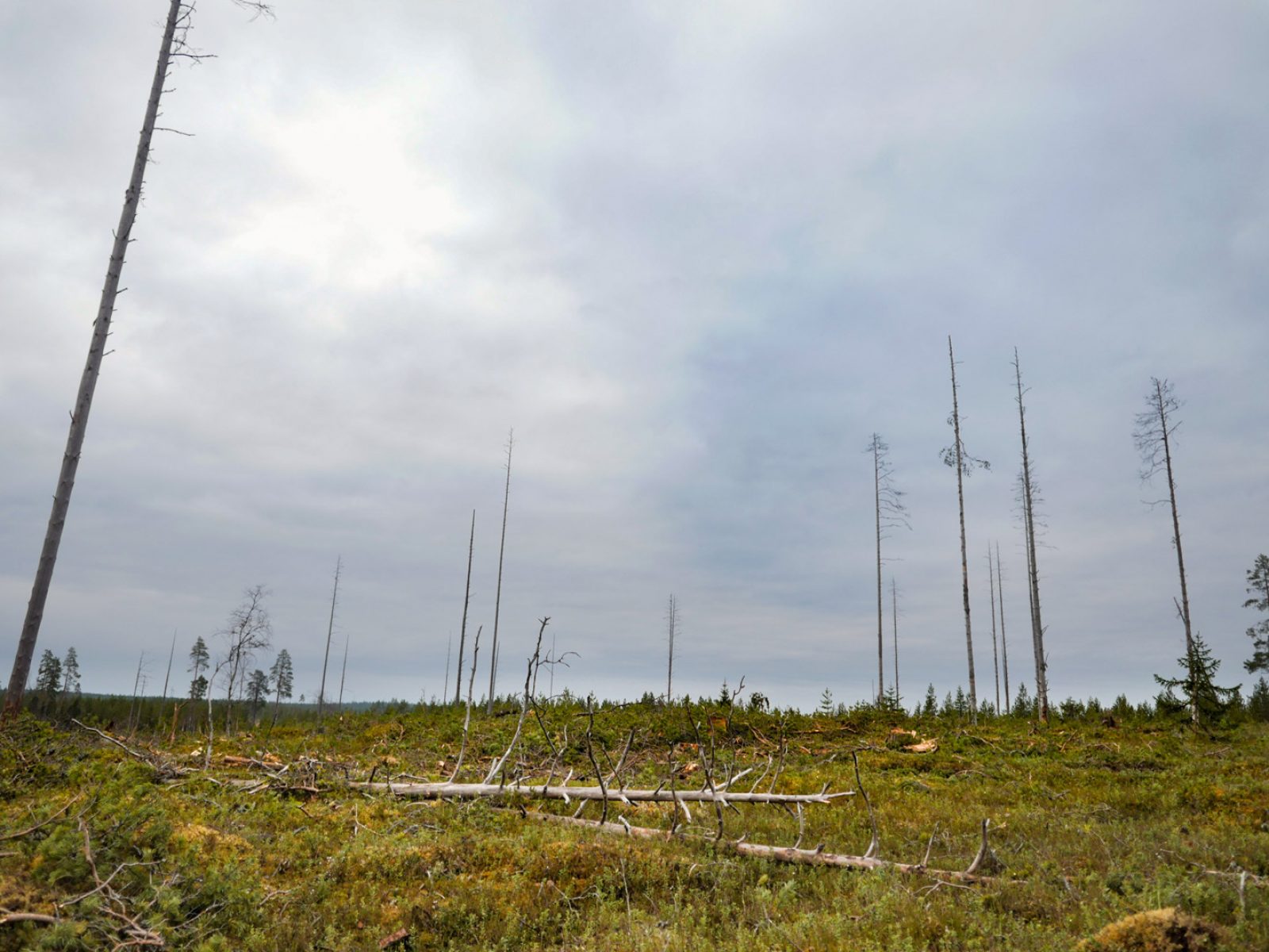 Näkymä Vienan reitiltä. Kuva: Greenpeace/Sipilä