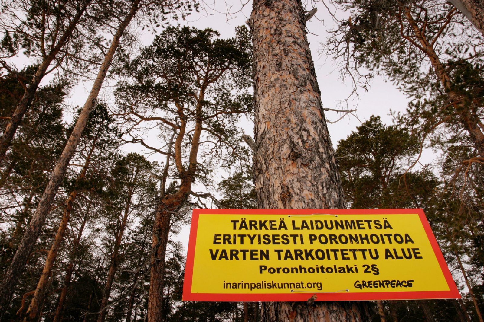 Poronhoitajat ja Greenpeace merkitsivät laidunmetsiä metallikyltein keväällä 2005 Inarissa. Kuva: Greenpeace/Snellman