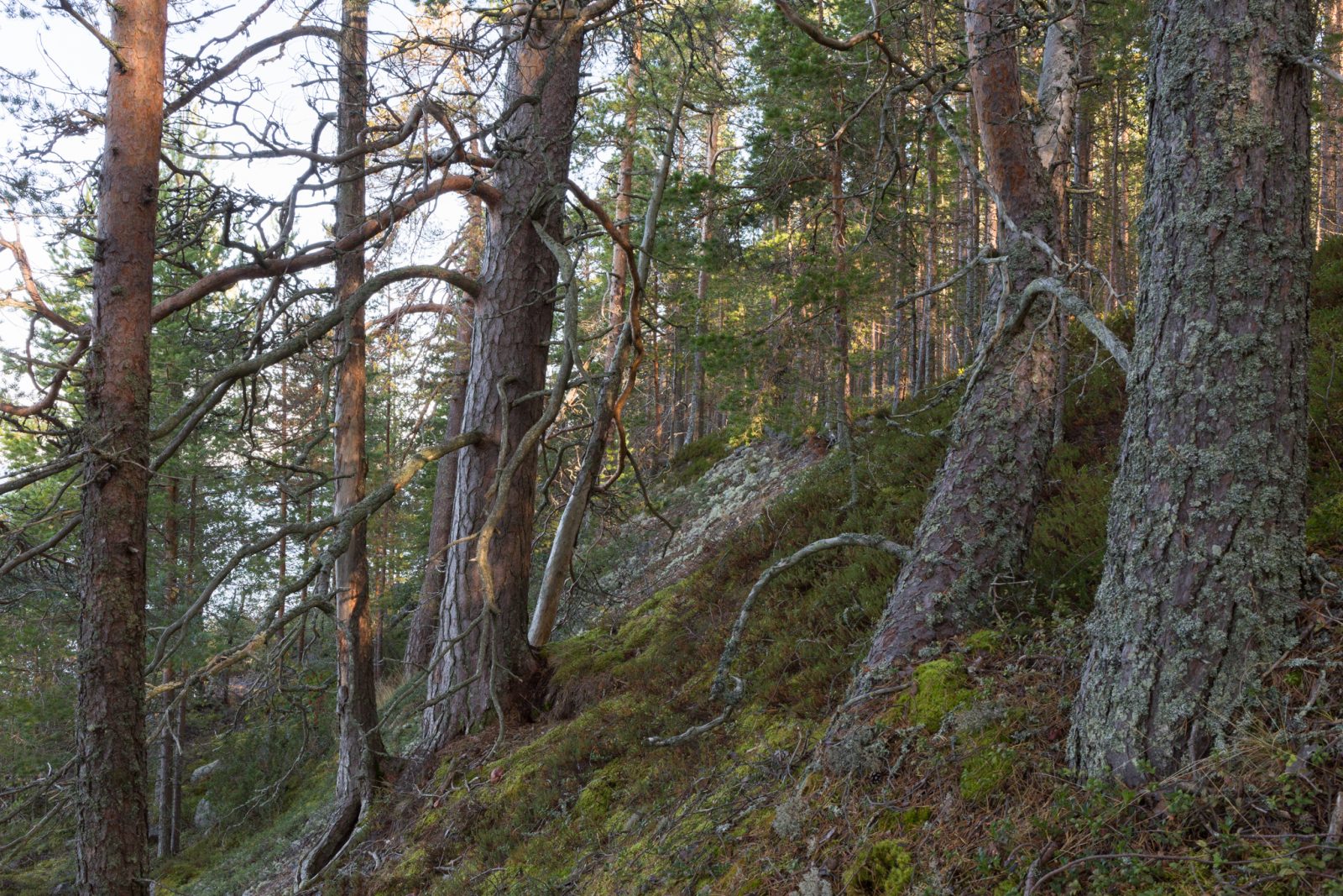 Luonnonmetsissä hiilinielu pysyy vakaana.