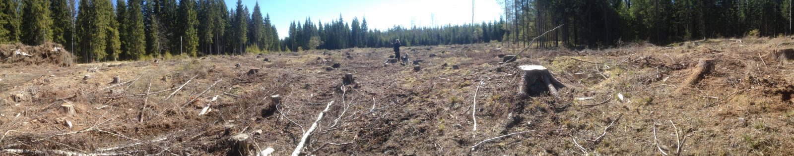 Avohakkuu Hattulan Löyttysuon lounaislaidalla toukokuussa 2017 lain suojeleman uhanalaisen lajin esiintymispaikalla