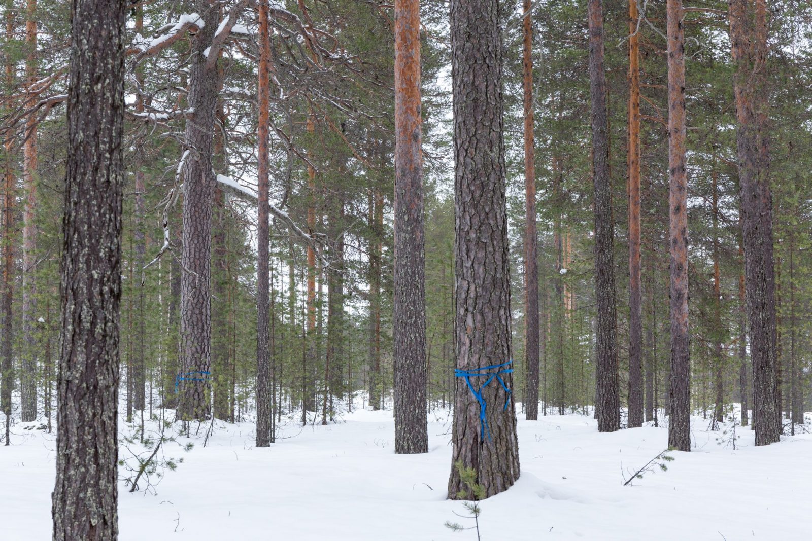 Avohakattavaksi merkittyä "maisema-aluetta" Suomussalmen Yli-Vuokissa. Muutama yksinäinen puu on merkitty sinisellä nauhalla jäämään pystyyn aukon keskelle. Kuva: Risto Sauso