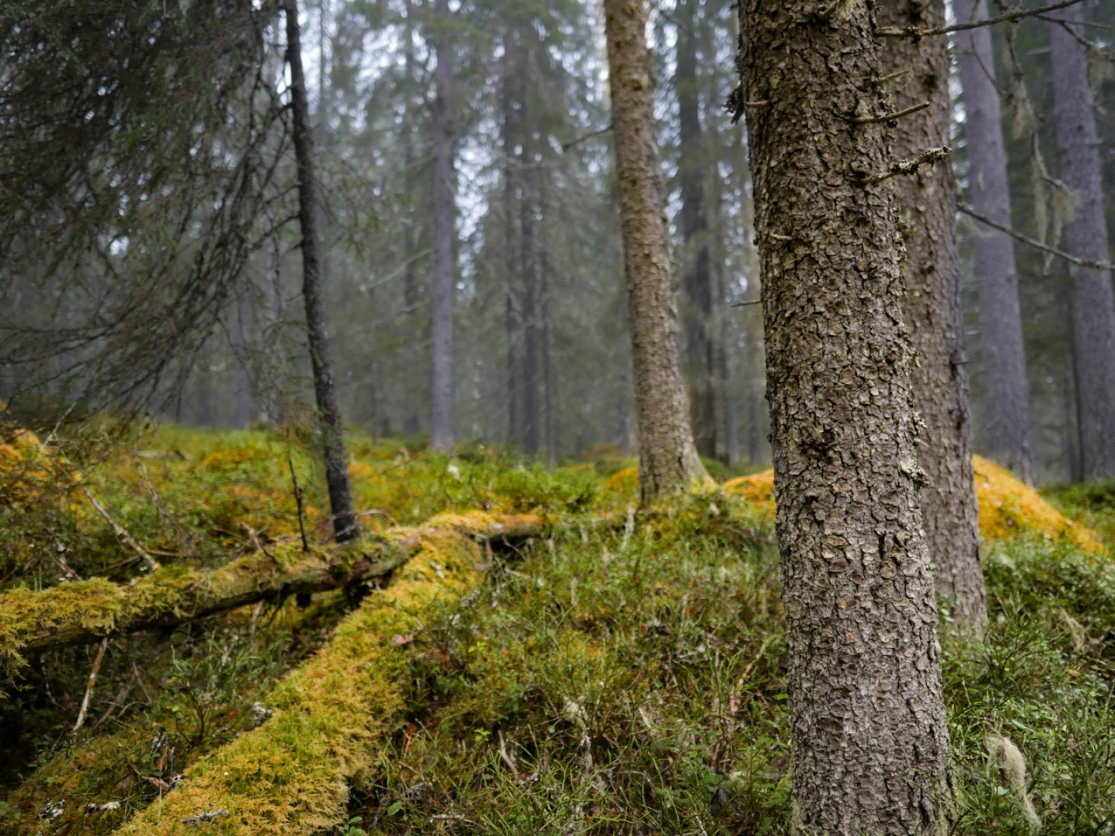 Paha-Kurtin vanhaa metsää.
