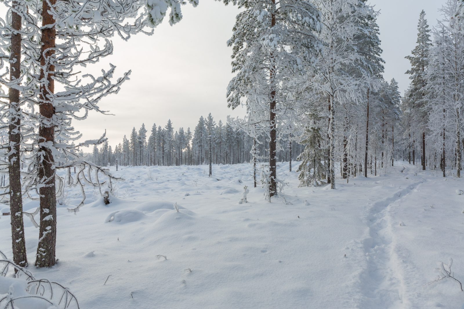 Näkymä Vienan reitillä Aittokankaalla. Vasemmalla 2014 hakattu ala, jolta nyt käytiin poistamassa tuolloin jätetttyjä siemenpuita. Muinaismuistolain suojaamaa polkua vaurioitettiin edellisissä hakkuissa. Kuva: Risto Sauso