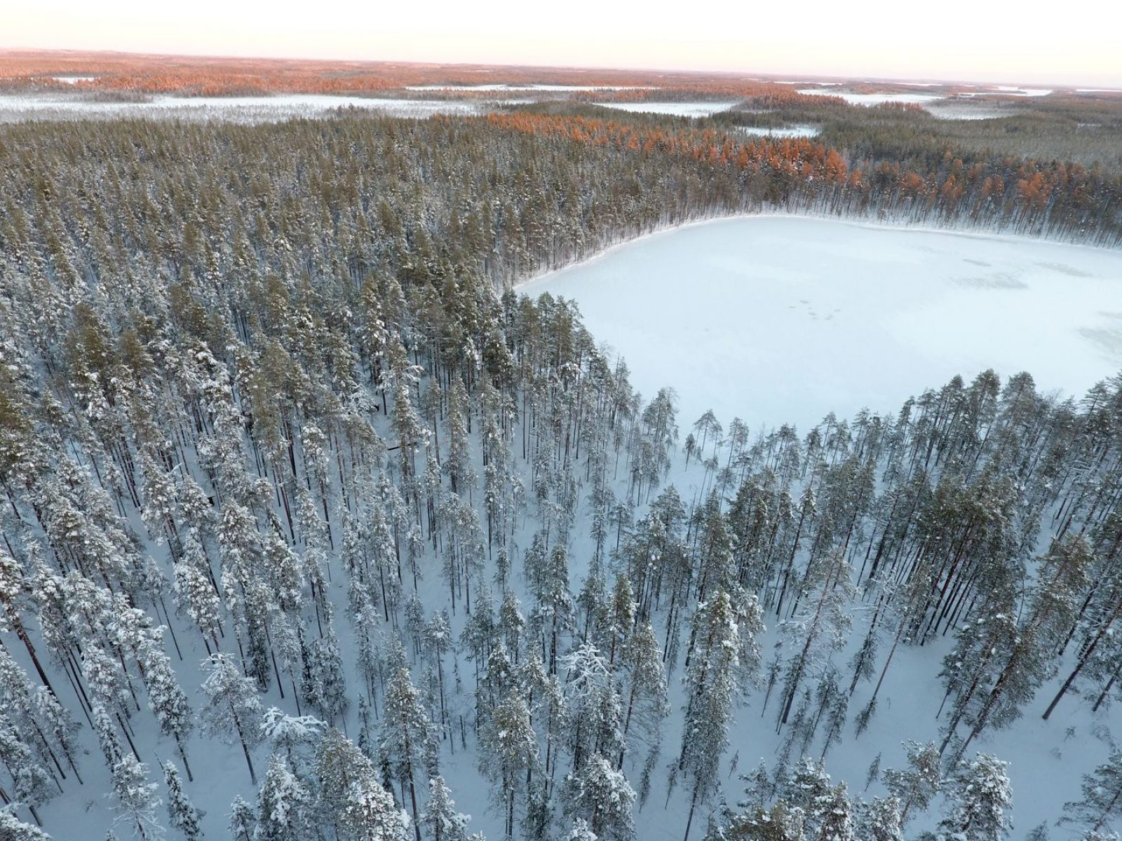 Syväjärven metsää Suomussalmella. Kaunis metsä sijaitsee suojeltujen soiden välissä. Kuva: Greenpeace/Sipilä