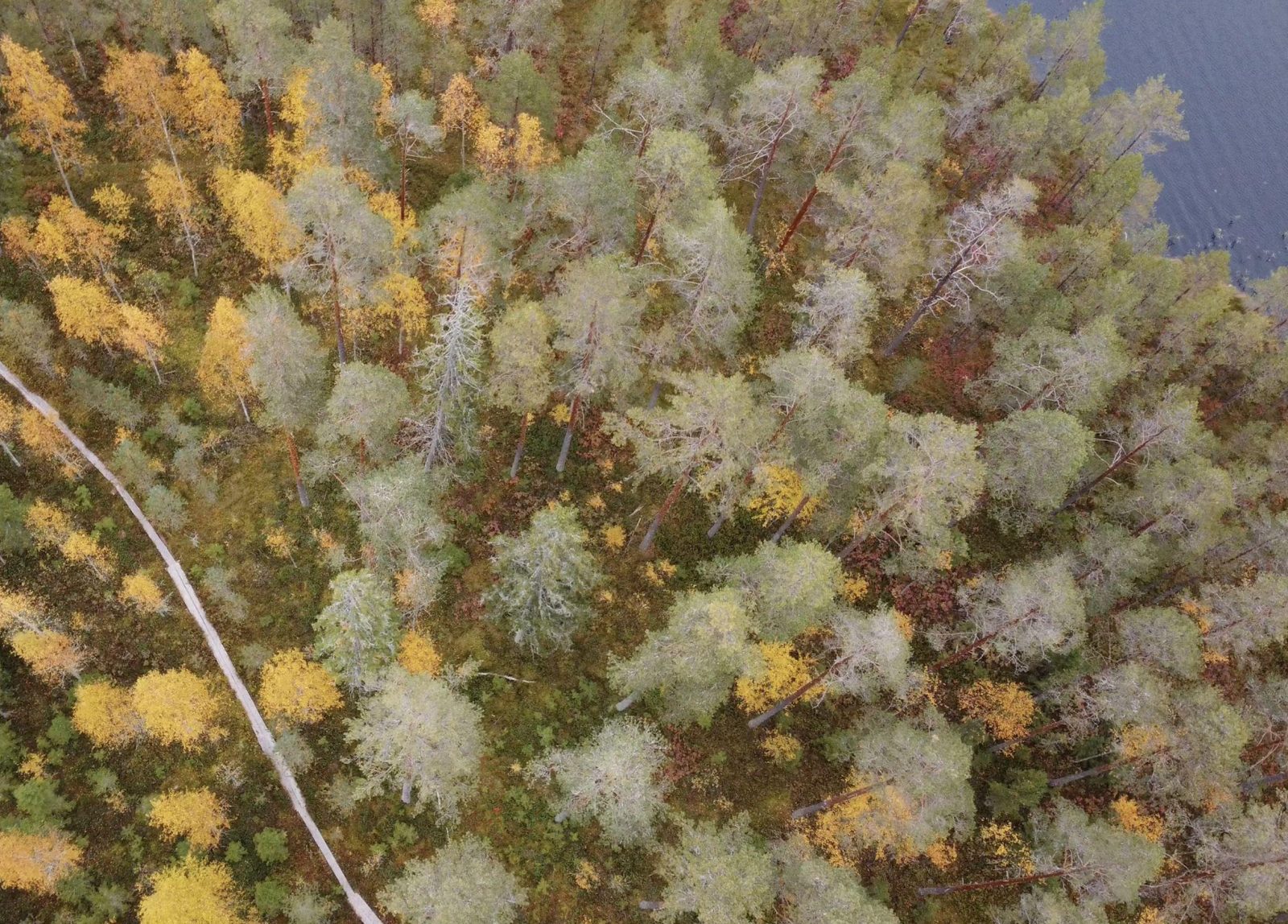 Kuva ilmoitetun hakkuualueen keskivaiheilta. Tässä hakkuu pitäisi mahduttaa pitkospuiden ja rannan väliin, jossa onkin monisatavuotiaita kilpikaarnaisia aihkimäntyjä UPM:n sahalle.