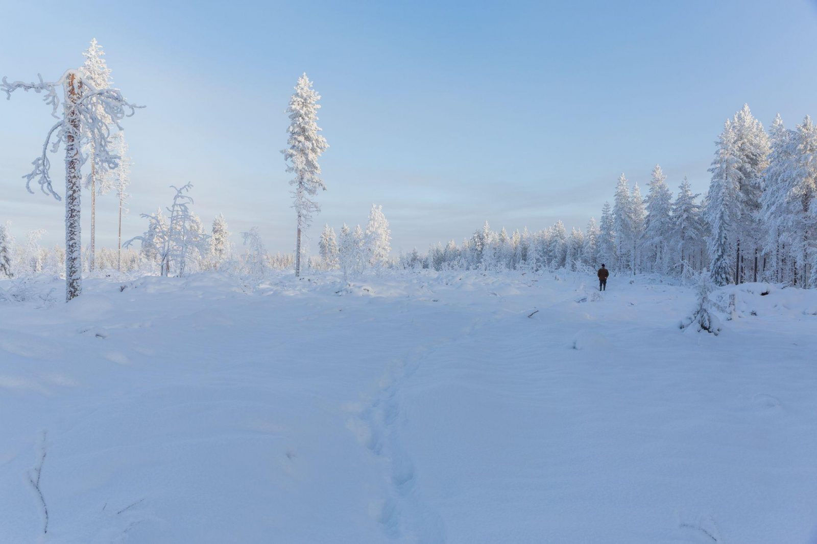 Marraskuun 2019 avohakkuu Vienan reitin maisema-alueeksi esitetyllä osalla Aittokankaalla. Vienan reitti taustalla, etäisyys hakkuusta 30 metriä. Kuva: Risto Sauso